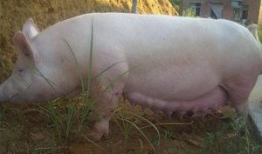 猪配种视频,从亲密接触至成功受孕